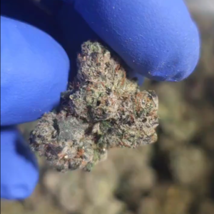 Indoor THCA Flower - Sour Runtz